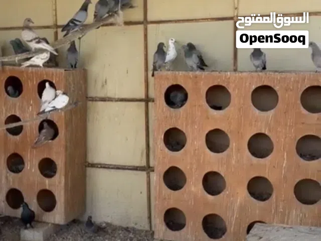 حمام رسايل و عادي للبيع احجام طيبه ممتاز ل اصحاب الطيور المكان ف (قريه اذن)