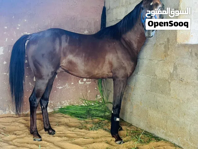 حصان عربي اصيل استراد تونسي