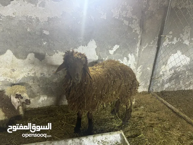 اضاحي للبيع للتواصل