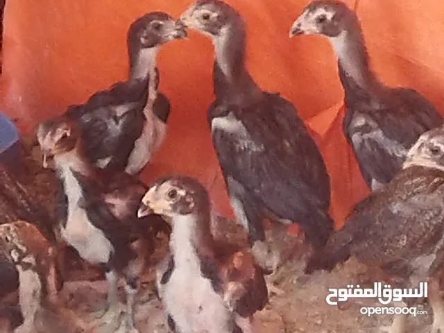 صيصان بكستاني  نخب اول العدد 15 حبه العمر شهرين تقريبا تعال شوف الاهالي بعينك للاستفسار