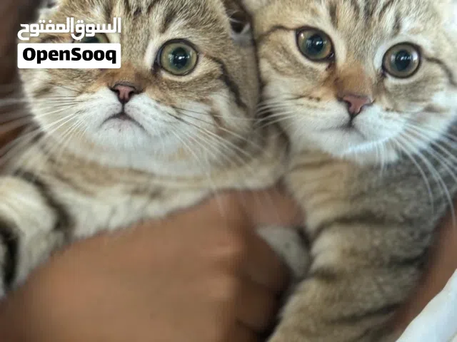 قطة عمر شهرين للبيع