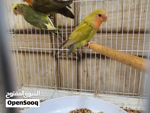 طيور روز مايعضن يخافن
