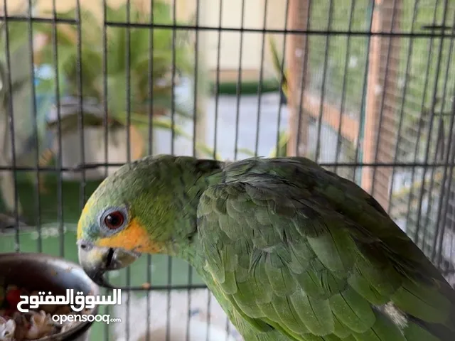 Beautiful Tamed Amazon Parrot for sale Healthy, Intelligent, Talkative large moving Cage.