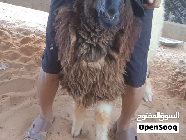 خرووف وطني