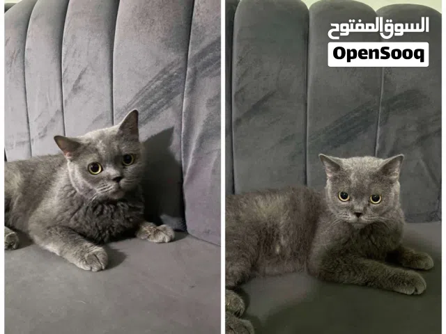 انتي برتش شورت هير استراد تركيا التواصل رساىل فقط اقرا الوصف