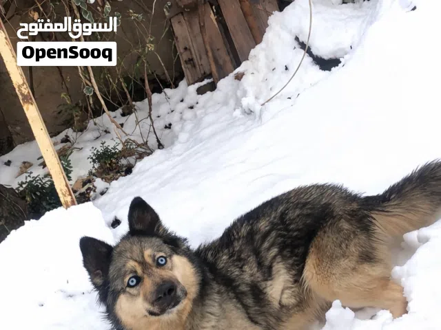 كلب هاسكي مكس جيرمان