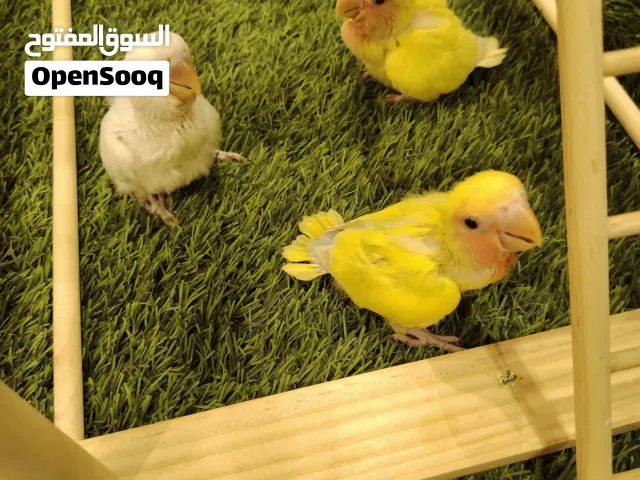 فروخ لوف بيرد روز صحه و نظافه و ألوان جميله ما شاء الله العمر تقريبا 25 يوم
