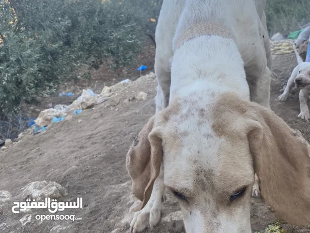 كلبة صيد مع اربع جراوه للبيع