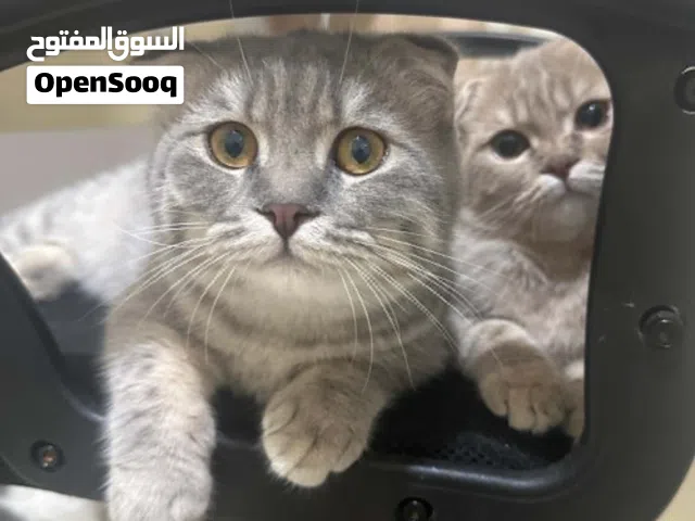 Scottish Fold kitten