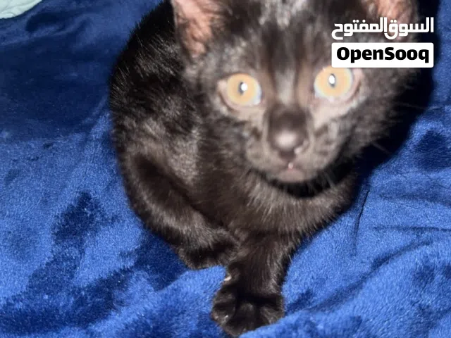 قطط صغيرة للتبني