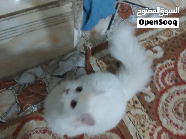 قطط للتبني اقرو الوصف مهم