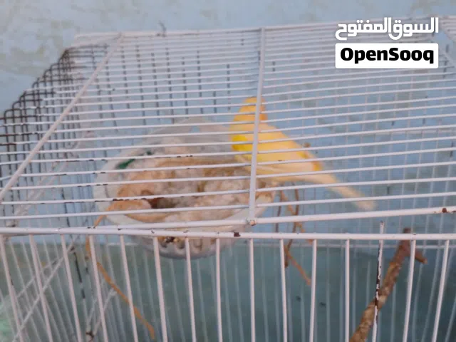 طيره كنار جزريه الصلاه عالنبي الطيره فل وشغال ومضمونه تحتيها اربع بيضات كانت مع فحل البيع مع البيض