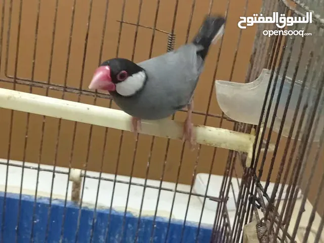 جاوه فنج للبسها