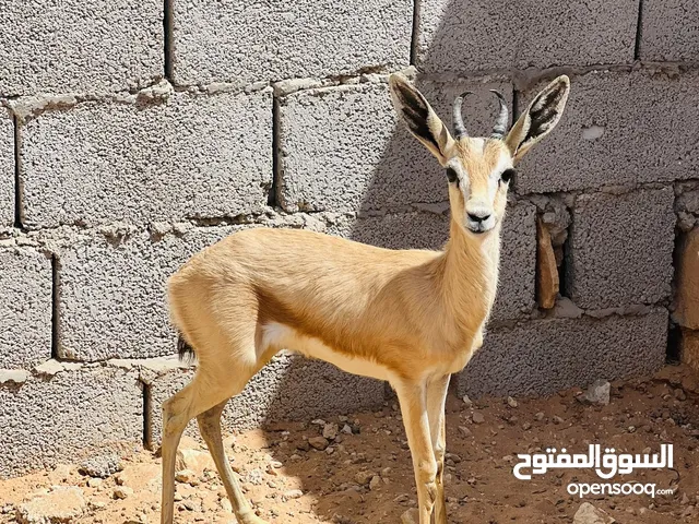 جدي غزال الريم العمر تقريبا 8 شهور انتاج حضيره