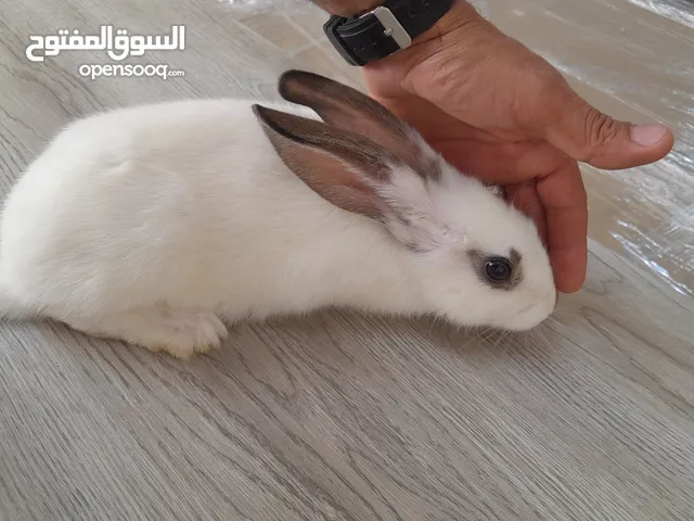 ثلاث أرانب ذكر وأنثتين للبيع