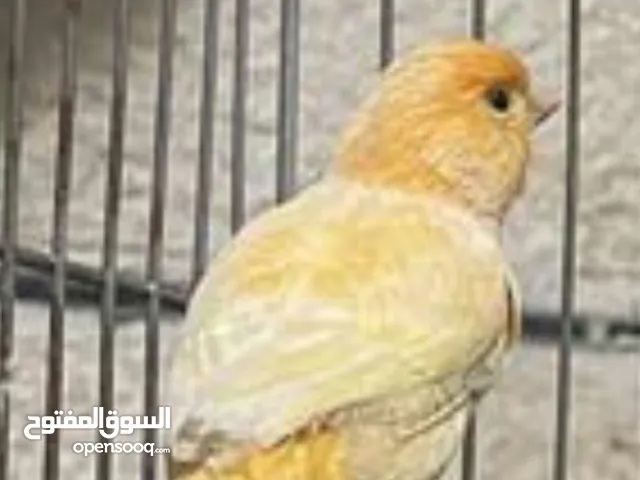 عصفور كنار ذكر لونه جزري  برتقالي تصفيره نار عمره سنه وتسعه اشهر الرجاء قراءه الوصف