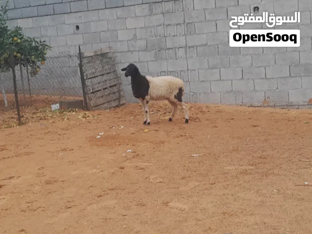 نعجه تنيه الله يبارك اولها ميلاد عشره مبينه فوق 3شهور محصنه وسليمه من العيوب..