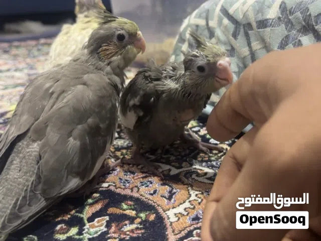 للبيع فروخ كوكتيل العمر 3اسابيع