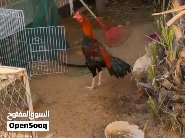 للبيع ديك باكستاني