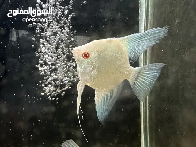 اسماك زينة ومفترسة باشكال واحجام ولا اجمل