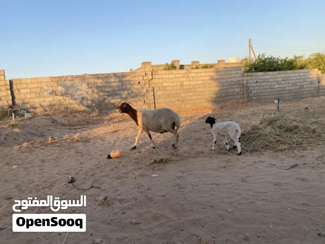 نعجه تحتها فطيمه