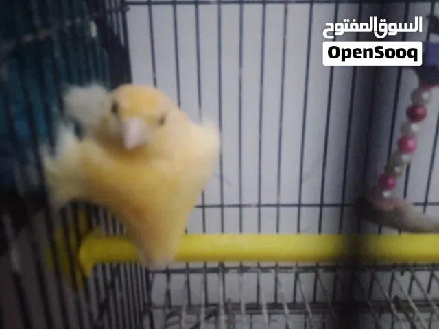 السلام عليكم موجود طيور كنار بناديق هوزو طول ماشالله تغريد بسم الله ماشالله اقرا الوصف