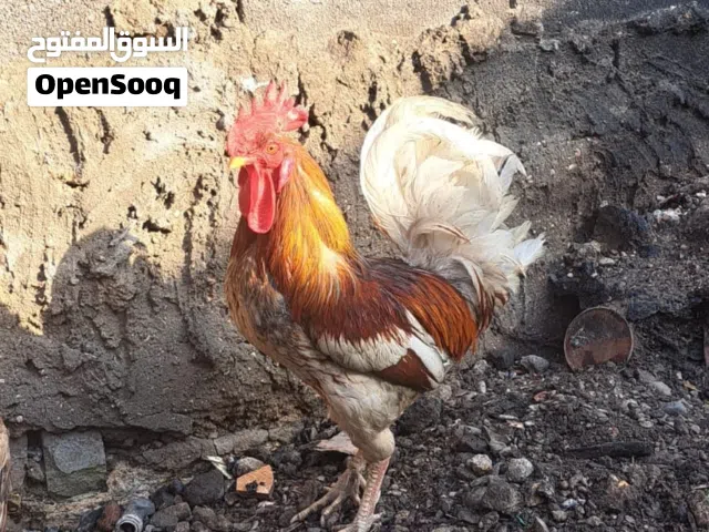 للبيع سلام عليكوم 3ديوجه عرب كلهن ابعهن