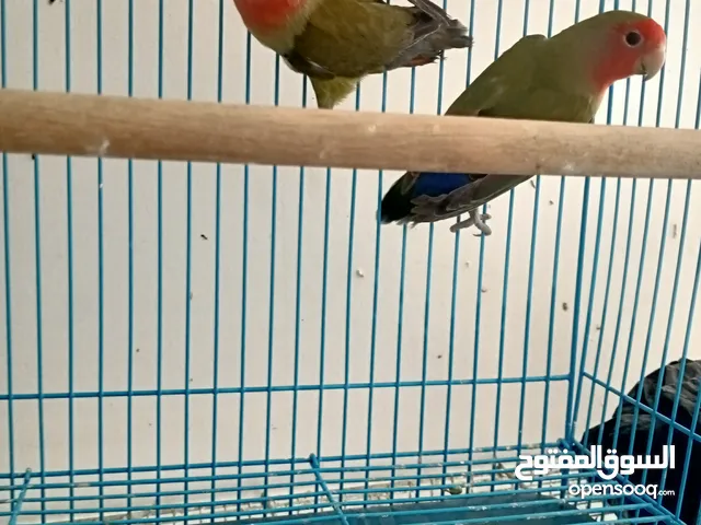 جوز روز شغال100٪