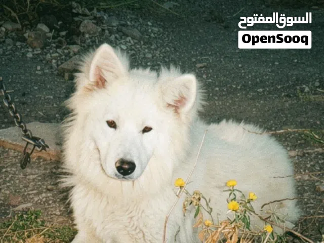 جيرمين وايت للبيع
