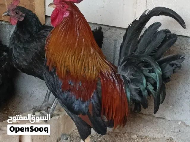 السلام عليكم دجاج