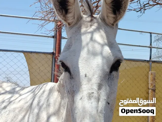 للبيع حماره هاديه او للبدل بغنم