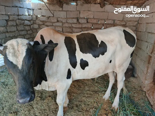 عجل استرالي معلوف وصاحي من كل الامراض