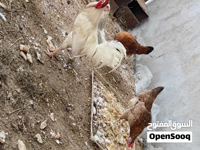 للبيع دجاج كبار