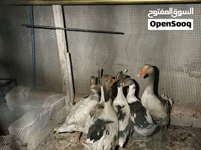 كوبية وز للبيع