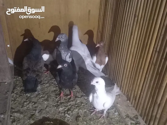 فراخ للبيع
