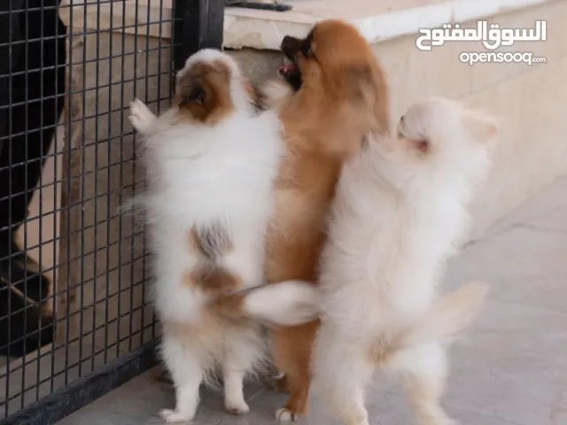 نعلن عن توفر جراء بوميرنيان جميلة ونقية، تتميز بصحة ممتازة وشكل جذاب وفرو كثيف وناعم.