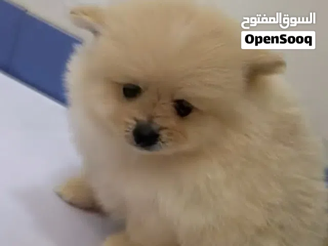 بومرينيان  pomeranian