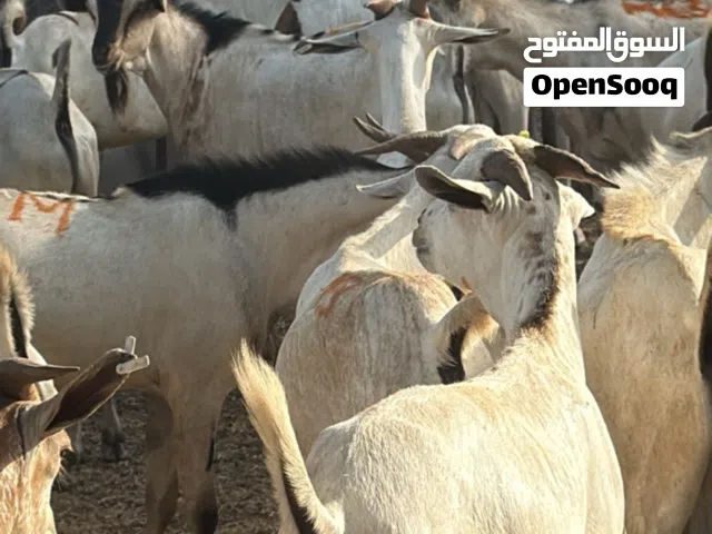 تيوس صوماليه وأثيوبيه