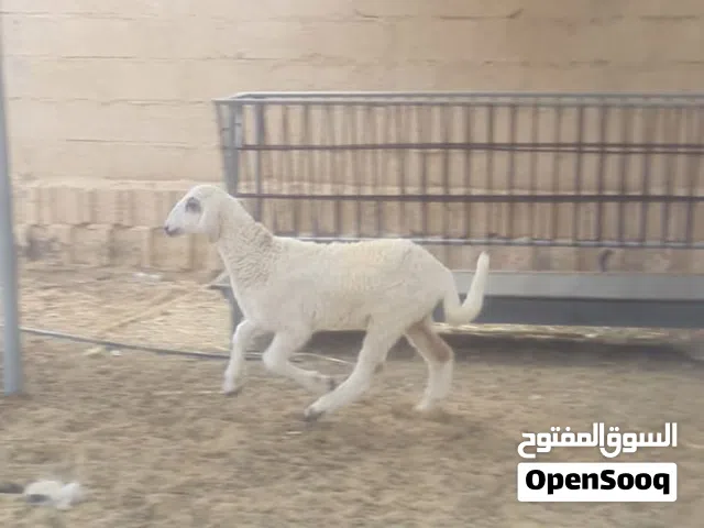 بيع كبش عماني مطعوم