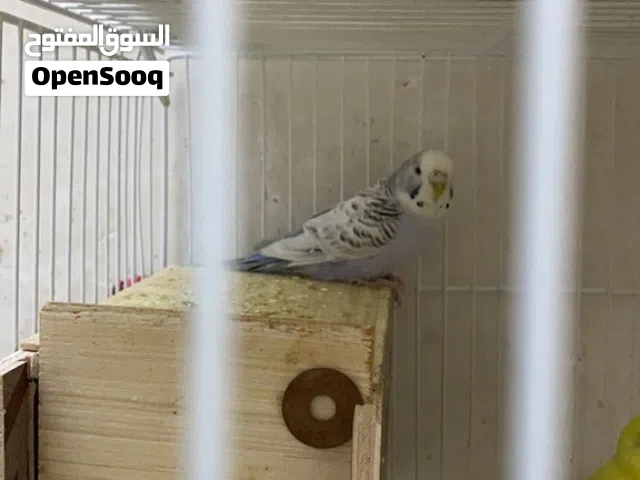 طيور حب بادجي