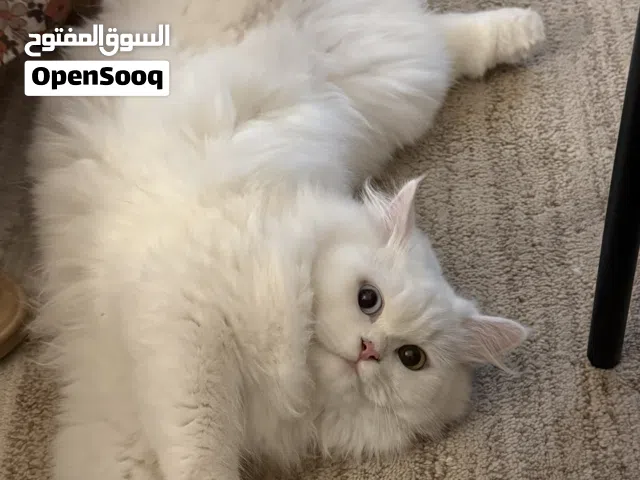 قطه تحتاج لذكر للتزاوج