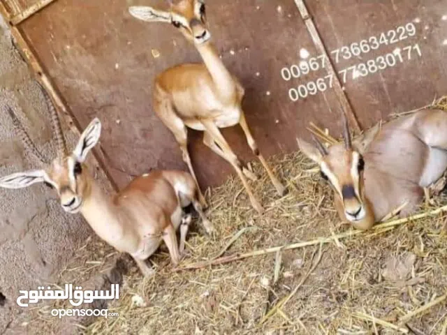 غزلان ذكور واناث ( غزال )