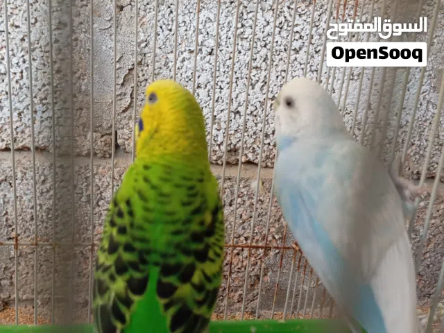 السلام عليكم ورحمه الله وبركاته متوفر كوبيا بقالينو تحتها 3فروخ كوبيا ماكينه عز ما تكسب سعرها 150د ا