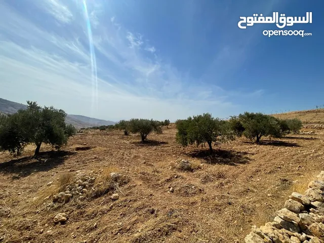 Farm Land for Sale in Salt Al Maghareeb