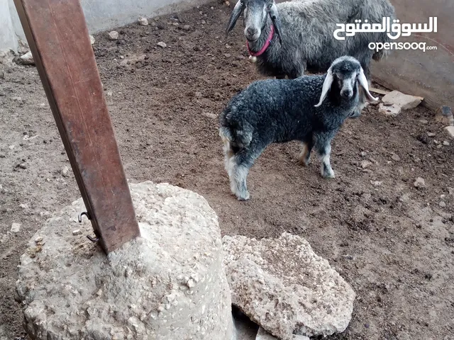 نعجة نخب بالصلاة على النبي للبيع