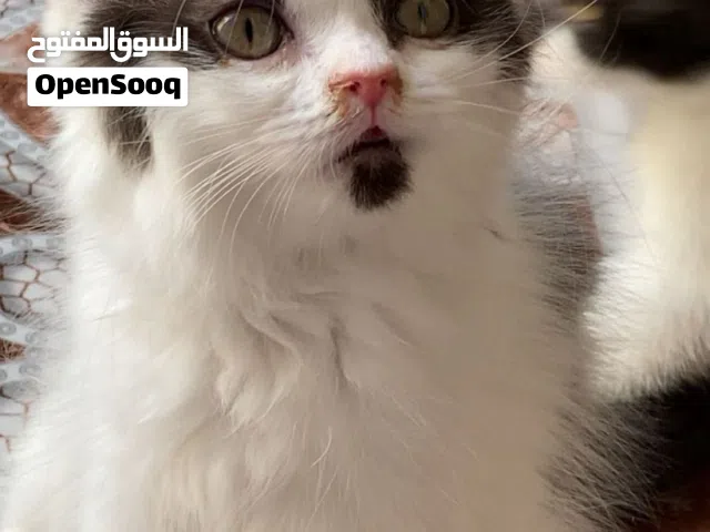 قط ذكر للبيع     والقط اوريو والقط سوشي للتزاوج