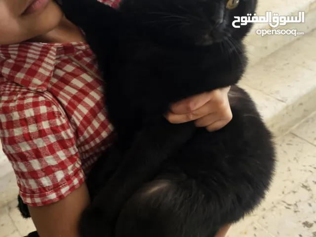 قط للبيع سكوتش