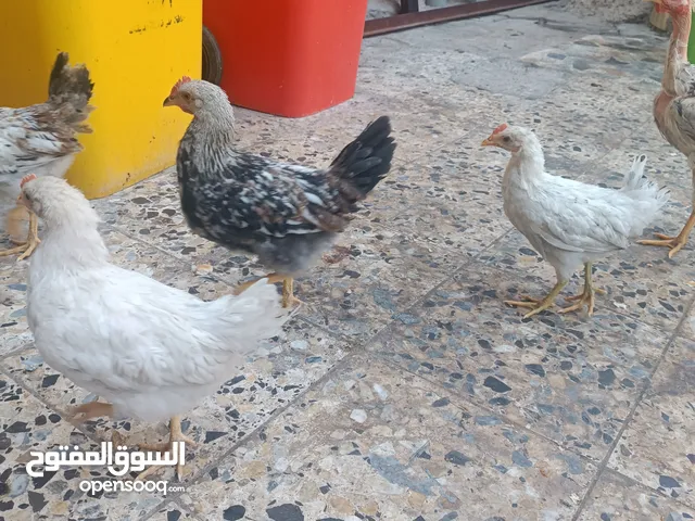دجاج كويتي وابو ركيبه للبيع