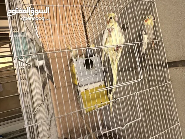 ببغاء استرالي العدد 5