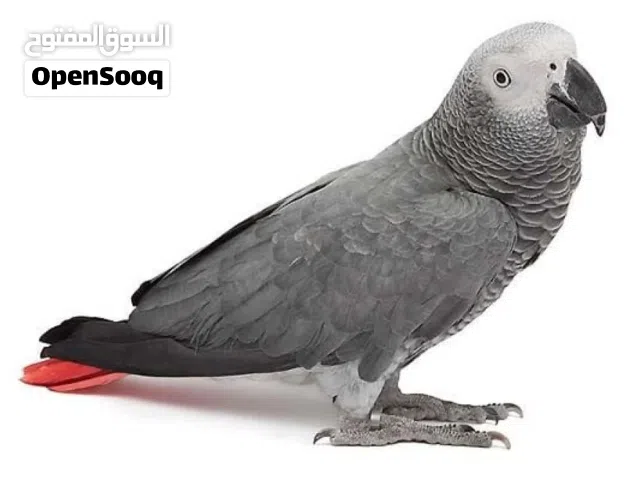 ببغاء زنجباري